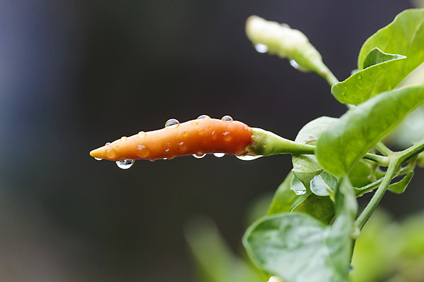포토 JPG 해외이미지 나무 식물 음식 잎 농업 채소 오렌지 과일 재료 태국 자연 고추 건강 씨앗 사람없음 빨간색 초록색 물 농장 노란색 정원 맑음 수확 성장 물방울 신선 뜨거움 맛 떨어짐 허브 향신료 유기농 원예 매움 날것 후추 내추럴 밭일 살사댄스 오리지널 해외202004 해외포토 자연요소 웰빙 산업 아시아 컬러 컨셉 날씨 취미 춤 생태계 향미료 파일형식 이미지허브
