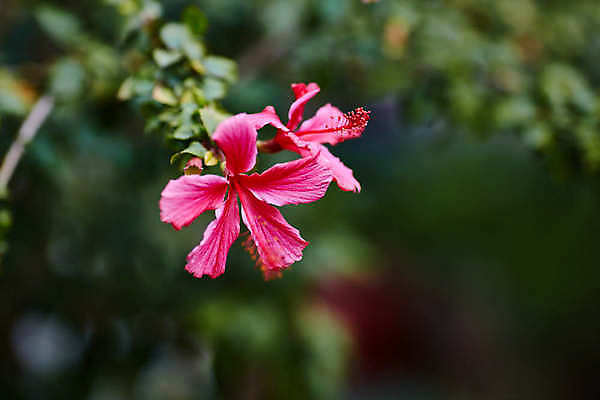 포토 JPG 해외이미지 식물 디자인 꽃잎 꽃 백그라운드 잎 꽃무늬 자연 사람없음 야외 장식 빨간색 초록색 여름 컬러풀 농장 정원 성장 벚꽃 흰색 시골 신선 내추럴 산악지대 히비스커스 해외202004 해외포토 계절 컬러 무늬 농업 산 생태계 파일형식 이미지허브