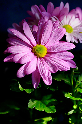 포토 JPG 해외이미지 식물 계절 꽃 꽃무늬 자연 풍경 사람없음 야외 초록색 여름 파란색 빛 컬러풀 햇빛 태양 정원 보라색 봄 활발 벚꽃 가을 신선 떨어짐 냄비 이슬 제비꽃 원예 아네모네 해외202004 해외포토 자연요소 컬러 컨셉 무늬 취미 솥 생태계 파일형식 이미지허브