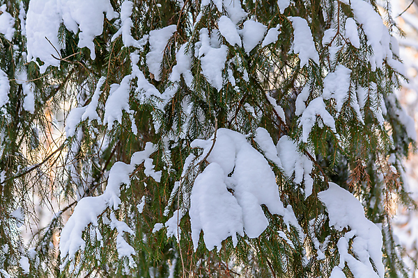 포토 JPG 해외이미지 나무 식물 구름 디자인 계절 공원 여행 백그라운드 크리스마스 겨울 자연 하늘 표면 날씨 풍경 사람없음 야외 목재 초록색 빛 햇빛 태양 갈색 환경 맑음 냉동 얼음 검은색 추위 흰색 나뭇가지 소나무 숲 서리 장면 상록수 침엽수 층 전나무 원뿔 내추럴 가문비나무 해외202004 해외포토 자연요소 도형 공공시설 기념일 컬러 재료 생태계 파일형식 이미지허브