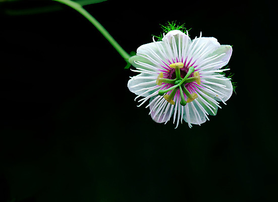 포토 JPG 해외이미지 식물 꽃잎 꽃 백그라운드 사람없음 노란색 흰색 포도나무 해외202004 해외포토 컬러 과일나무 파일형식 이미지허브