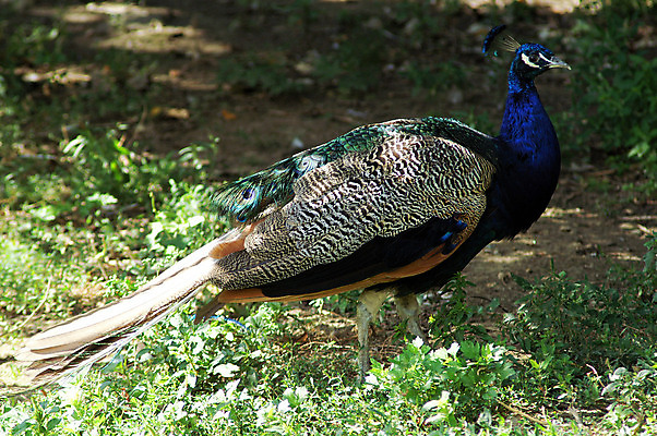 포토 JPG 해외이미지 조류 왕관 사람없음 파란색 걷기 공작 큼 깃털 꼬리 유아독존 해외202004 해외포토 동물 컬러 모션 크기 파일형식 이미지허브