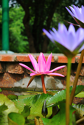 포토 JPG 해외이미지 식물 전통 꽃잎 꽃 아시아 호수 분홍색 백그라운드 잎 꽃무늬 자연 동양인 사람없음 야외 초록색 물 보라색 들꽃 벚꽃 물방울 연못 신선 개화 우아함 당구 심볼 순수 원예 향기 내추럴 강렬 현실 해외202004 해외포토 자연요소 나라 컬러 컨셉 무늬 인종 취미 구기 생태계 냄새 파일형식 이미지허브