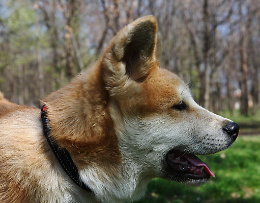포토 JPG 해외이미지 동물 얼굴 신체 사람없음 반려동물 일본 힘 용기 자신감 개 강아지 위험 큼 근육질 고체 기르기 지능 힘찬 해외202004 해외포토 그릇 감정 아시아 컨셉 포유류 근육 신체부위 크기 몸매 돌봄 파일형식 이미지허브