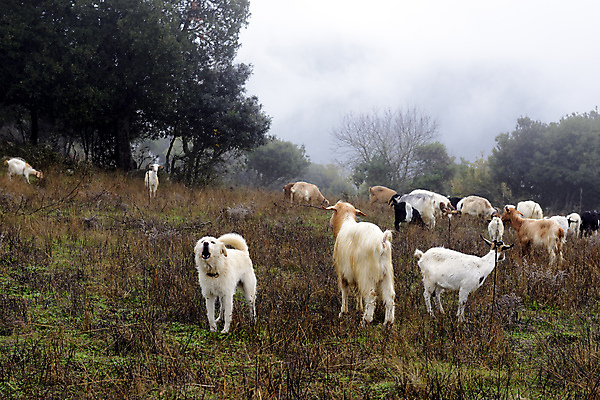 포토 JPG 해외이미지 동물 구름 전통 계절 공원 유럽 농업 자연 하늘 날씨 염소 산 주택 풍경 사람없음 야외 목재 초록색 농장 안개 시골 양 양치기 개 숲 오두막 언덕 산악지대 절정 해외202004 해외포토 자연요소 나무 직업 공공시설 나라 산업 컬러 재료 포유류 건물 생태계 파일형식 이미지허브