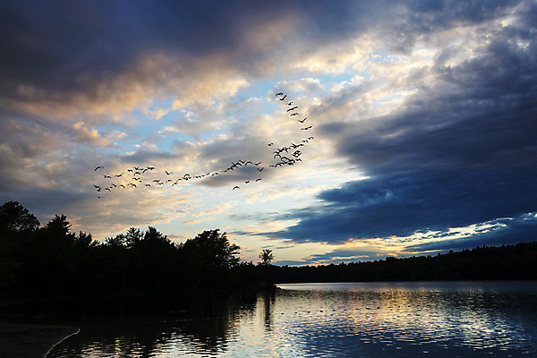 포토 JPG 해외이미지 동물 공원 실루엣 호수 스포츠 여행 오렌지 자연 하늘 사람없음 야외 물 햇빛 태양 일출 환경 맑음 침묵 황혼 일몰 황금 거위 해외202004 해외포토 자연요소 공공시설 과일 조류 날씨 촬영기법 노을 소리 생태계 파일형식 이미지허브