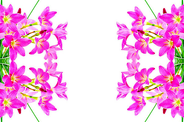 포토 JPG 해외이미지 식물 꽃잎 꽃 분홍색 백그라운드 꽃무늬 자연 요정 사람없음 여름 정원 벚꽃 흰색 개화 우아함 백합 내추럴 고립 해외202004 해외포토 계절 컬러 컨셉 무늬 생태계 파일형식 이미지허브