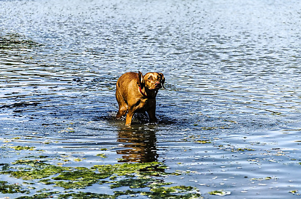 포토 JPG 해외이미지 동물 1 여자 놀이 사람없음 야외 물 강 달리기 점프 젖음 자유 스페인 닫기 개 떨어짐 싱글 무료 해외202004 해외포토 자연요소 유럽 컨셉 포유류 모션 사람 파일형식 이미지허브