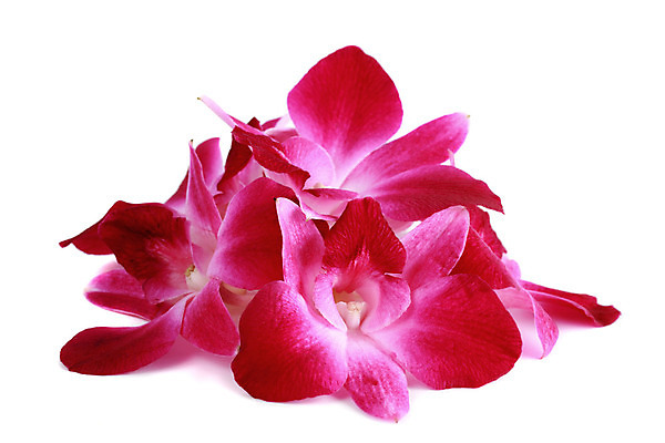 포토 JPG 해외이미지 꽃 분홍색 꽃무늬 사람없음 난초 자르기 다발 내추럴 고립 해외202004 해외포토 식물 컬러 무늬 모션 파일형식 이미지허브