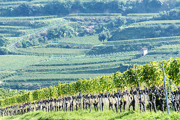 포토 JPG 해외이미지 음식 농업 과일 포도 건강 사람없음 빨간색 농작물 컬러풀 햇빛 와인 보라색 수확 가을 신선 다발 먹기 유기농 포도밭 포도나무 헝가리 10월 메를로 숙성 양조장 해외202004 해외포토 웰빙 계절 산업 컬러 밭 모션 주류 태양 날짜 과일나무 동유럽 파일형식 이미지허브