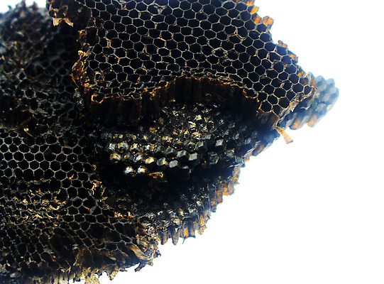 포토 JPG 해외이미지 동물 직업 곤충 모션 태국 자연 주택 사람없음 반려동물 모서리 둥지 작음 무서움 타일 질감 꿀 벌집 고립 해외202004 해외포토 감정 아시아 건물 크기 생태계 파일형식 이미지허브