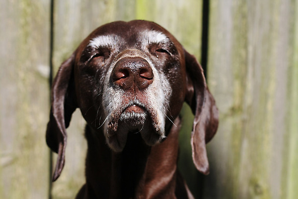포토 JPG 해외이미지 동물 놀이 사람없음 반려동물 갈색 점프 회색 흰색 개 속도 사냥 사냥개 송곳니 기르기 충고 해외202004 해외포토 컬러 포유류 모션 치아 돌봄 파일형식 이미지허브