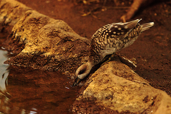 포토 JPG 해외이미지 꽃 야생동물 조류 오리 사람없음 부리 물새 해외202004 해외포토 식물 동물 파일형식 이미지허브