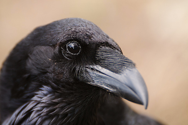포토 JPG 해외이미지 동물 실루엣 유럽 야생동물 날개 자연 조류 사람없음 야외 옆모습 검은색 어둠 죽음 스페인 보호 신비 스마트 심볼 깃털 부리 까마귀 내추럴 고딕 동물상 집게발 해외202004 해외포토 나라 뷰포인트 컬러 컨셉 촬영기법 조형물 생태계 파일형식 이미지허브