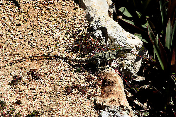 포토 JPG 해외이미지 여자 파충류 하늘 엄마 휴가 멕시코 사람없음 물 스터디 만 폐허 도마뱀 화석 유카탄 마야 옛날 칸쿤 해외202004 해외포토 자연요소 동물 북아메리카 가족 사람 학습 마야문명 파일형식 이미지허브