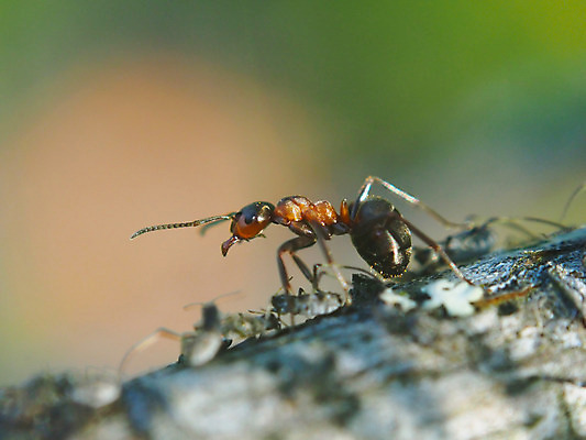 포토 JPG 해외이미지 곤충 안테나 사람없음 빨간색 초록색 개미 디테일 해외202004 해외포토 동물 컬러 통신 파일형식 이미지허브