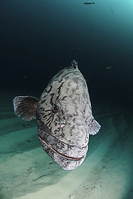 포토 JPG 해외이미지 사람없음 물 수중 해외202004 해외포토 자연요소 파일형식 이미지허브