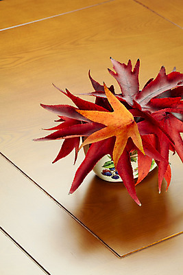 포토 JPG 해외이미지 식물 계절 단풍 잎 오렌지 자연 추상 건조 사람없음 목재 빨간색 노란색 활발 가을 그룹 변화 황금 수집 멀티 해외202004 해외포토 나무 컬러 컨셉 무늬 과일 재료 생태계 파일형식 이미지허브