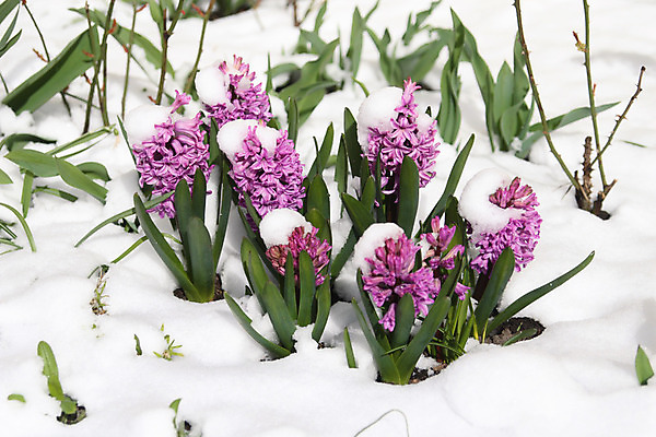 포토 JPG 해외이미지 식물 계절 공원 꽃잎 꽃 잎 겨울 꽃무늬 자연 부활절 새로움 사람없음 야외 초록색 정원 보라색 얼음 봄 활발 추위 성장 벚꽃 흰색 신선 4월 제비꽃 서리 멀티 생존 해외202004 해외포토 자연요소 공공시설 기념일 컬러 컨셉 무늬 날짜 생태계 파일형식 이미지허브
