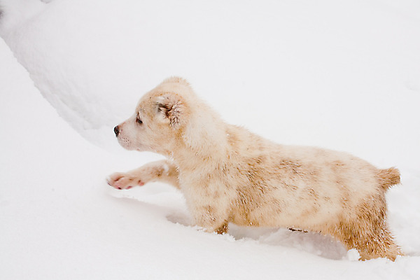 포토 JPG 해외이미지 동물 1 새끼 겨울 사람없음 가로 반려동물 검은색 산책 흰색 양치기 개 강아지 작음 육식동물 기르기 해외202004 해외포토 직업 계절 컬러 포유류 휴식 크기 돌봄 파일형식 이미지허브