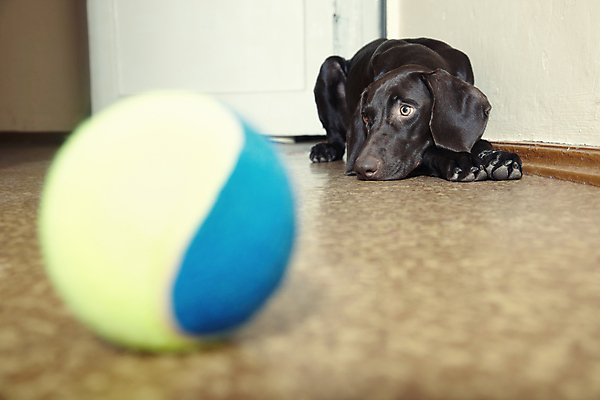 포토 JPG 해외이미지 동물 라이프스타일 여자 교육 남자 행복 장난 공 포유류 놀이 휴식 실내 피곤 사람없음 가로 반려동물 컬러풀 장난감 갈색 어둠 장비 슬픔 잡기 개 리트리버 강아지 오브젝트 호기심 위치 사냥꾼 토막 송곳니 관심 기르기 바보 신앙심 여의주 우울감 해외202004 해외포토 직업 감정 컬러 컨셉 모션 사람 내부 생활 치아 돌봄 파일형식 이미지허브