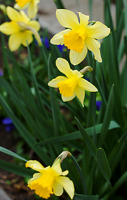 포토 JPG 해외이미지 주간 사람없음 야외 노란색 수선화 해외202004 해외포토 자연요소 꽃 컬러 파일형식 이미지허브