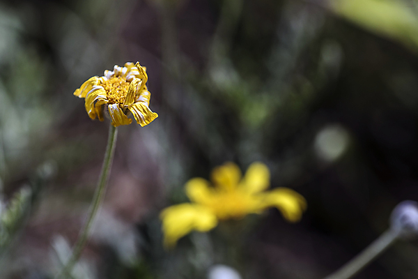 포토 JPG 해외이미지 식물 실루엣 꽃다발 잎 꽃무늬 자연 날씨 휴식 그림자 선물 사랑 사람없음 햇빛 노란색 새싹 정원 화목 힘 봄 활발 에너지 성장 흰색 시골 인사 달콤 향수 향기 냄새 꽃가루 부드러움 고립 돌봄 해외202004 해외포토 계절 꽃 감정 컬러 컨셉 무늬 모션 촬영기법 태양 화장품 예절 감각 맛 가루 생태계 파일형식 이미지허브