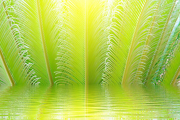 포토 JPG 해외이미지 모양 식물 잎 패턴 자연 종류 사람없음 야외 초록색 성장 숲 열대우림 묘사 질감 생태학 양치류 그리너리 해외202004 해외포토 교육 컬러 무늬 생태계 파일형식 트랜드컬러 이미지허브