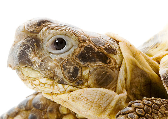 포토 JPG 해외이미지 동물 얼굴 야생동물 파충류 자연 생물 사람없음 머리 껍질 행운 거북이 눈금 느림 내추럴 해외202004 해외포토 컨셉 신체부위 생태계 파일형식 이미지허브