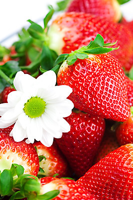 포토 JPG 해외이미지 식물 열매 꽃 음식 백그라운드 잎 꽃무늬 다이어트 과일 자연 딸기 디저트 건강 사람없음 가로 빨간색 초록색 농작물 세트 컬러풀 식사 침묵 흰색 나뭇가지 신선 개화 그룹 달콤 맛 다발 수집 먹기 유기농 내추럴 고립 숙성 채식주의자 해외202004 해외포토 나무 웰빙 컬러 컨셉 무늬 농업 모션 소리 생태계 채식 파일형식 이미지허브