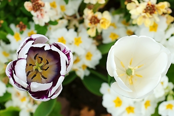 포토 JPG 해외이미지 식물 디자인 꽃잎 꽃 지구 줄기 분홍색 여행 오렌지 자연 휴식 종류 풍경 잔디 사람없음 빨간색 초록색 파란색 컬러풀 노란색 정원 튤립 흰색 침대 제비꽃 네덜란드 시력 성적 수선화 제비 해외202004 해외포토 교육 유럽 컬러 가구 컨셉 과일 조류 생태계 파일형식 이미지허브