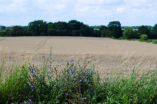 포토 JPG 해외이미지 식물 계절 꽃 줄기 백그라운드 잎 꽃무늬 밭 자연 건강 스웨덴 옥수수 사람없음 초록색 여름 파란색 햇빛 약 환경 들꽃 벚꽃 신선 약초 허브 수레국화 치커리 해외202004 해외포토 컬러 무늬 농업 채소 의학 곡류 북유럽 태양 풀_식물 생태계 파일형식 이미지허브