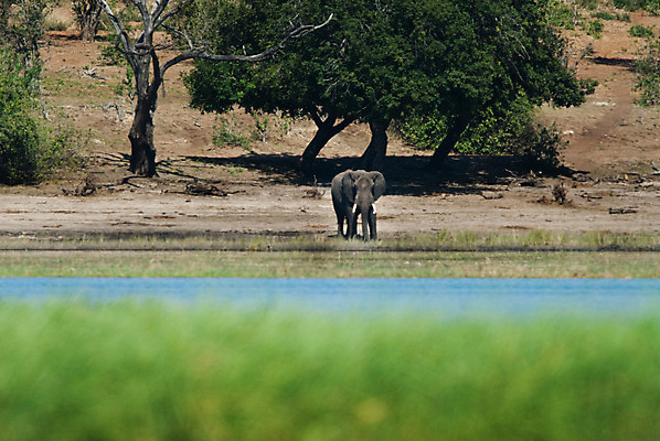 포토 JPG 해외이미지 1 공원 음료 야생동물 가족 아프리카 자연 코끼리 사람없음 물 강 머리 힘 회색 마시기 게임 아기 가장자리 습지 강가 작음 사파리 싱글 멸종 내추럴 송아지 보츠와나 전국 혼자 해외202004 해외포토 자연요소 동물 공공시설 나라 새끼 컬러 포유류 관계 모션 놀이 사람 신체부위 소 둘레 크기 생태계 파일형식 이미지허브