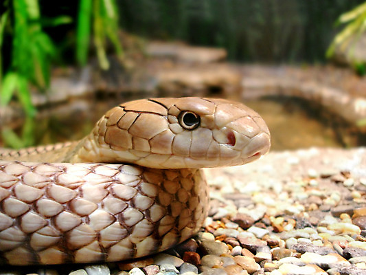 포토 JPG 해외이미지 동물 파충류 양서류 사람없음 갈색 뱀 선탠 피부 암초 동물상 해외202004 해외포토 컬러 신체부위 조형물 파일형식 이미지허브