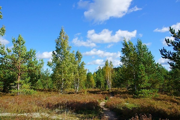 포토 JPG 해외이미지 나무 구름 잎 밭 부분 자연 하늘 새로움 풍경 사람없음 초록색 여름 파란색 환경 성장 시골 신선 숲 작음 큼 강의 솜털 줄서기 해외202004 해외포토 자연요소 식물 계절 컬러 컨셉 농업 모션 크기 생태계 파일형식 이미지허브