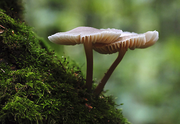 포토 JPG 해외이미지 나무 식물 계절 오렌지 자연 이끼 사람없음 야외 목재 빨간색 초록색 물 여름 갈색 노란색 버섯 젖음 성장 가을 흰색 물방울 떨어짐 숲 이슬 수분 묘사 유기농 날것 통나무 나무껍질 내추럴 곰팡이 그물버섯 캡모자 해외202004 해외포토 자연요소 모자_잡화 웰빙 컬러 컨셉 과일 재료 껍질 생태계 파일형식 이미지허브