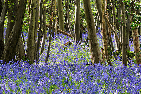포토 JPG 해외이미지 나무 식물 영어 꽃 줄기 꽃무늬 자연 영국 잉글랜드 풍경 사람없음 초록색 개화 역사 숲 큼 내추럴 블루벨 삼림지대 해외202004 해외포토 문자 유럽 컬러 무늬 크기 생태계 파일형식 이미지허브