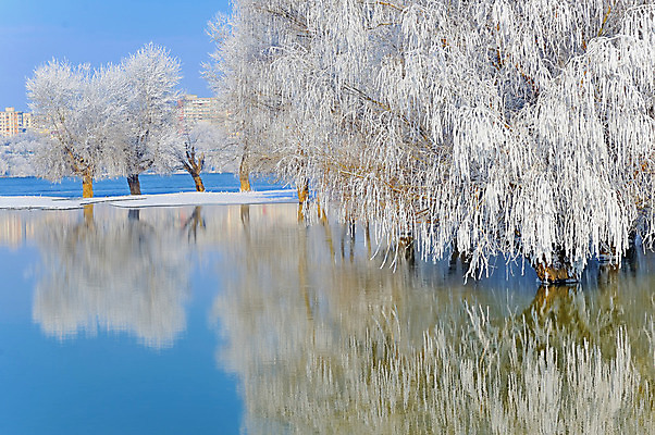 포토 JPG 해외이미지 나무 계절 호수 여행 크리스마스 겨울 밭 자연 하늘 아침 날씨 풍경 사람없음 야외 물 강 컬러풀 햇빛 반사 일출 맑음 냉동 얼음 침묵 일몰 새벽 추위 백발 흰색 나뭇가지 시골 황무지 12월 서리 타운 강렬 다뉴브강 눈내림 해외202004 해외포토 주간 자연요소 식물 헤어스타일 기념일 컬러 농업 눈_날씨 태양 노을 소리 도시 날짜 생태계 파일형식 이미지허브