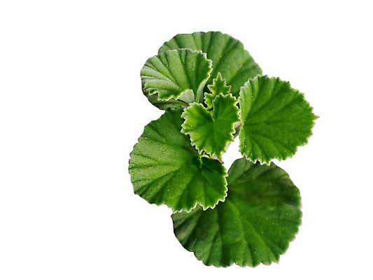 포토 JPG 해외이미지 전통 사람없음 기침 해외202004 해외포토 파일형식 이미지허브