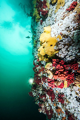 포토 JPG 해외이미지 라이프스타일 스포츠 바다 여행 백그라운드 캐나다 자연 표면 휴가 어류 가면 사람 사람없음 물 파란색 햇빛 수중 수영 시간 스노클링 산호 아래 다이빙 암초 깊이 벤쿠버 해외202004 해외포토 자연요소 컬러 북아메리카 생활 태양 수중동물 수상스포츠 자포동물 방향 생태계 위치 수중스포츠 파일형식 이미지허브