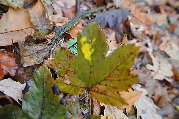 포토 JPG 해외이미지 나무 식물 동물 계절 백그라운드 잎 자연 표면 전등 바닥 사람없음 야외 목재 초록색 여름 반사 갈색 노란색 환경 정원 가을 떨어짐 숲 내추럴 해외202004 해외포토 컬러 컨셉 재료 조명 생태계 파일형식 이미지허브