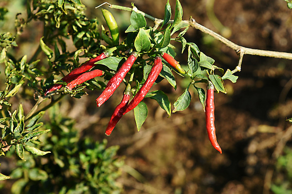 포토 JPG 해외이미지 나무 식물 아시아 음식 줄기 백그라운드 잎 밭 농업 다이어트 채소 과일 재료 자연 고추 파프리카 건강 사람없음 빨간색 초록색 농작물 농장 정원 수확 성장 시골 신선 뜨거움 맛 땅 향신료 유기농 원예 매움 후추 내추럴 꼬투리 밭일 숙성 페퍼로니 해외202004 해외포토 웰빙 나라 산업 컬러 컨셉 취미 소시지 생태계 향미료 파일형식 이미지허브