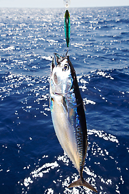 포토 JPG 해외이미지 동물 라이프스타일 선 음식 스포츠 바다 여행 자연 낚시 휴가 건강 어류 사람없음 빨간색 물 파란색 노란색 맑음 장비 게임 흰색 신선 잡기 보트 시장 은색 큼 시원함 지중해 참치 해산물 싸움 낚시꾼 지느러미 대서양 내추럴 소금물 해외202004 해외포토 자연요소 컬러 배_교통 모션 놀이 레저 날씨 생활 수중동물 크기 생태계 파일형식 이미지허브