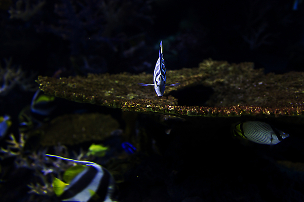 포토 JPG 해외이미지 동물 여행 어류 사람없음 물 관광지 고요 수족관 내추럴 싱가폴 해외202004 해외포토 자연요소 아시아 수중동물 파일형식 이미지허브