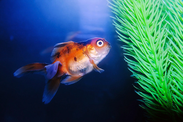 포토 JPG 해외이미지 동물 1 야생동물 컨셉 오렌지 모션 자연 유리 어류 사람없음 빨간색 물 파란색 반려동물 노란색 수중 수영 투명 사발 황금 작음 어항 꼬리 금붕어 탱크 지느러미 수족관 해외202004 해외포토 자연요소 컬러 과일 재질 수중동물 수상스포츠 사기그릇 크기 생태계 파일형식 이미지허브