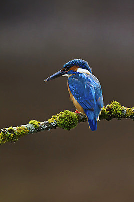포토 JPG 해외이미지 동물 1 남자 유럽 야생동물 자연 조류 낚시 영국 이끼 앉기 성인 사람없음 야외 세로 파란색 봄 나뭇가지 막대기 5월 깃털 싱글 부리 계산서 내추럴 물총새 해외202004 해외포토 나무 계절 나라 컬러 모션 레저 사람 날짜 생태계 파일형식 이미지허브