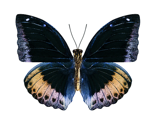 포토 JPG 해외이미지 나비 곤충 날개 자연 사람없음 갈색 검은색 흰색 고립 해외202004 해외포토 동물 컬러 생태계 파일형식 이미지허브