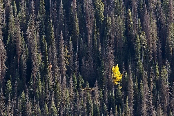 포토 JPG 해외이미지 나무 호수 서기 사람없음 빛 반사 노란색 가을 소나무 고독 숲 특별함 혼자 해외202004 해외포토 식물 계절 감정 컬러 컨셉 모션 파일형식 이미지허브