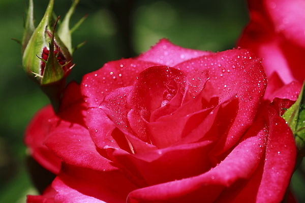 포토 JPG 해외이미지 식물 꽃 잎 꽃무늬 자연 사람없음 야외 빨간색 초록색 빛 장미 정원 벚꽃 신선 개화 소프트포커스 원예 꽃가루 내추럴 해외202004 해외포토 컬러 무늬 촬영기법 취미 가루 생태계 파일형식 이미지허브