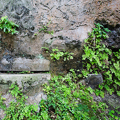 포토 JPG 해외이미지 모양 식물 벽 백그라운드 패턴 자연 표면 날씨 벽돌 돌담 이끼 사람없음 초록색 정원 일본 블록 촉촉함 성장 조약돌 바위 파편 타일 정사각형 오르기 심플 뿌리 시멘트 점토 벽돌담 내추럴 기생충 기어가기 넘어짐 양치류 콘크리트 화강암 해외202004 해외포토 도형 아시아 컬러 무늬 모션 담장 젖음 암석 돌_바위 바이러스 생태계 파일형식 이미지허브